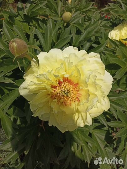 Пион Бартзелла