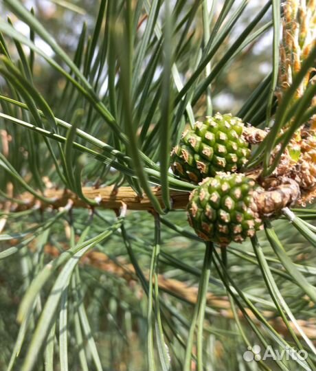 Молодые сосноаые шишки