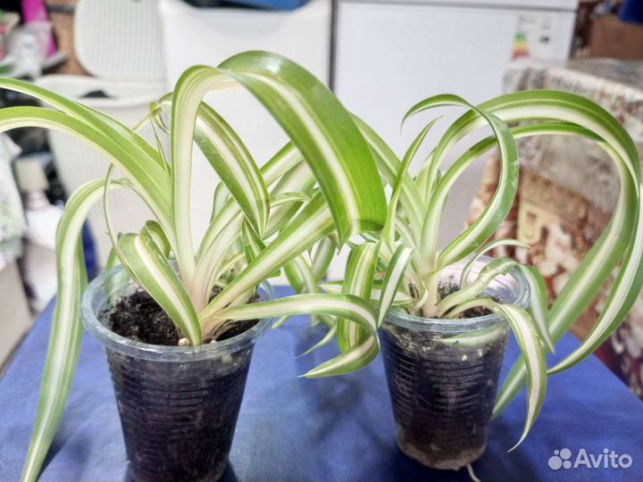 Хлорофитум