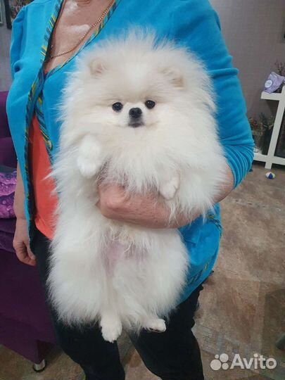 Щенок померанского шпица