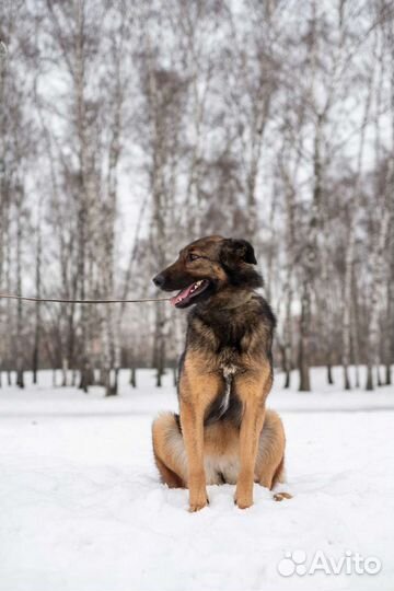 Послушной и нежной Зире нужен дом