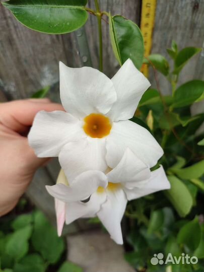 Дипладения