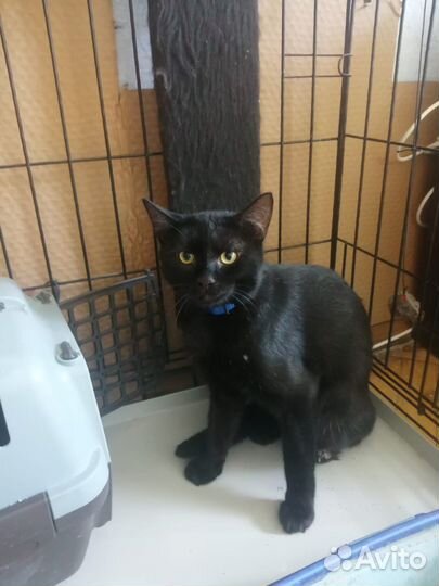Шикарный чёрный кот в добрые руки