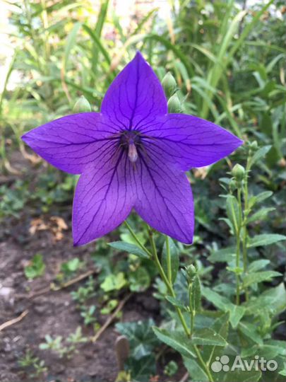 Многолетние садовые цветы и злаки