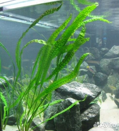 Аквариумные растения в вабикусах 120 л.и 250 л