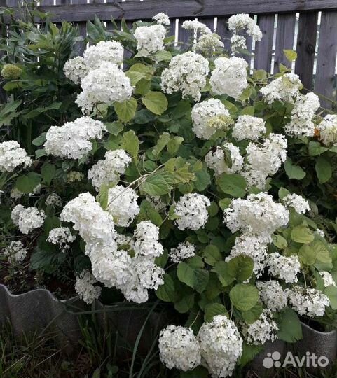 Гортензии древовидные