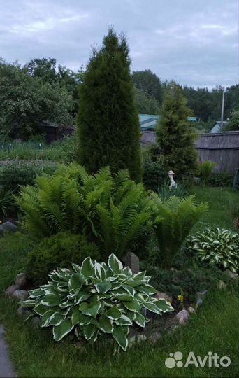 Папоротник страусник, флоксы