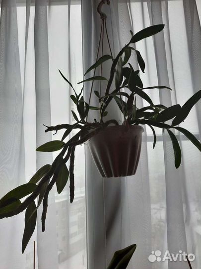 Орхидея дендробиум