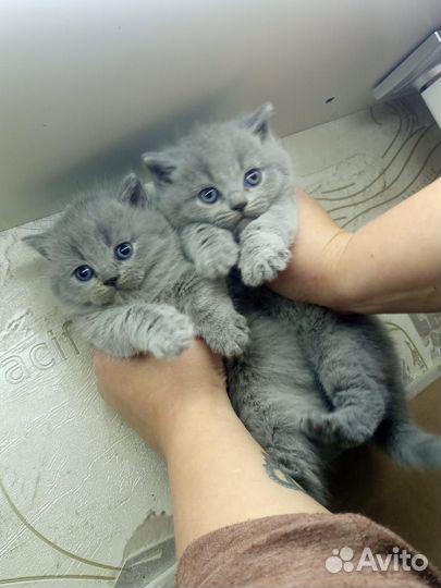 Британские котята