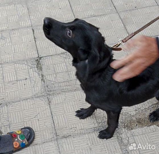 Амур - щенок-подросток, метис русского спаниеля