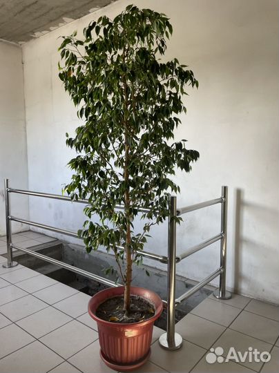 Фикус бенджамина большой