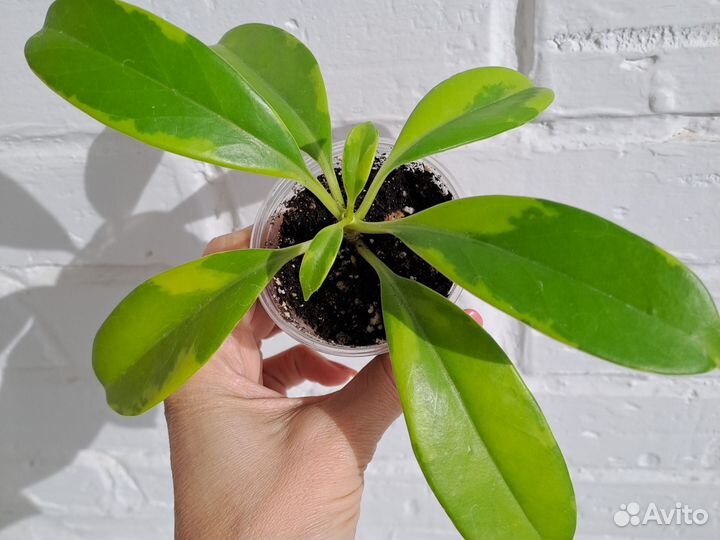 Фагрея вариегатная (экзот)