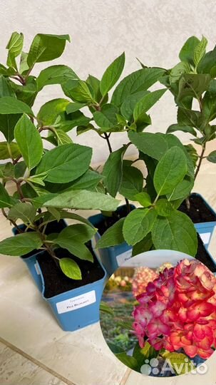 Саженцы гортензий