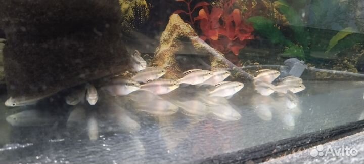 Аквариумные рыбки попугай