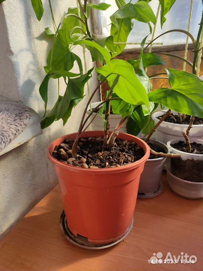 Монстера вариегатная