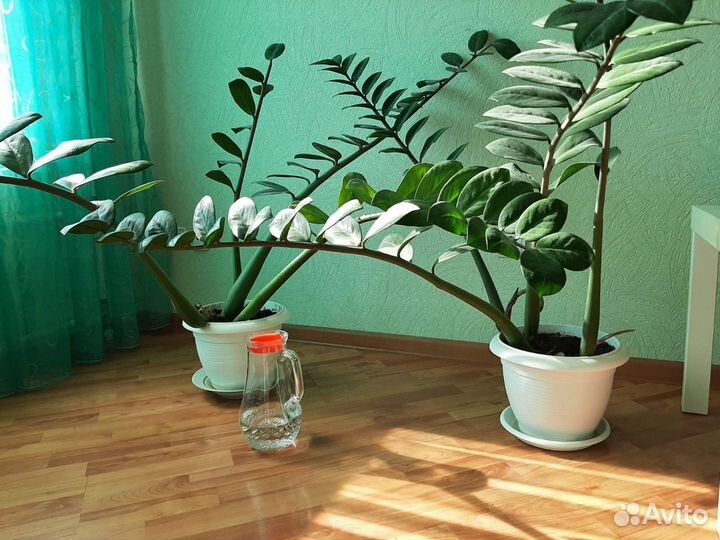 Комнатный цветок большой