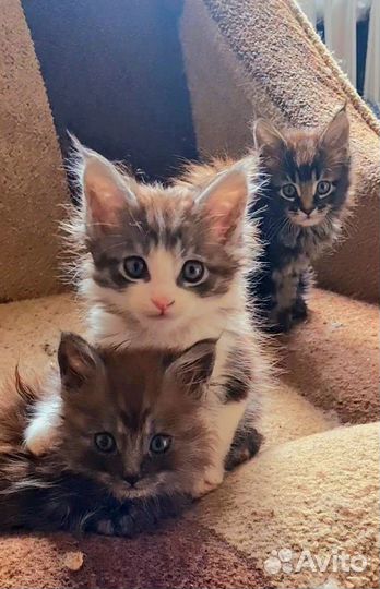 Котята мейн-кун