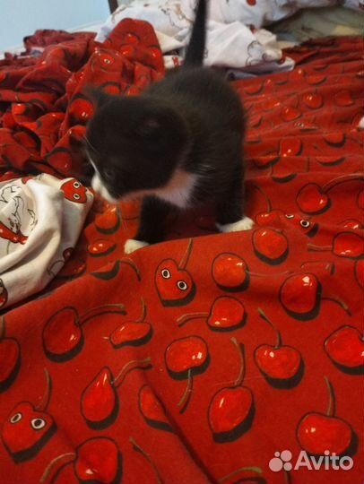 Кошка в дар бесплатно