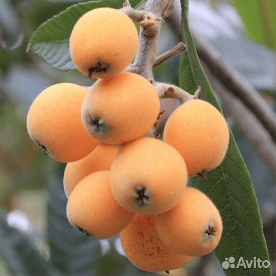 Мушмула японская