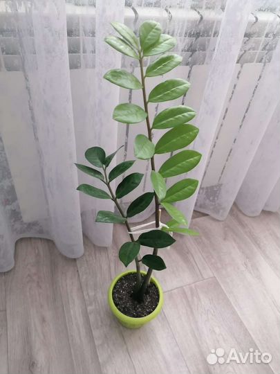 Замиокулькас, щучий хвост