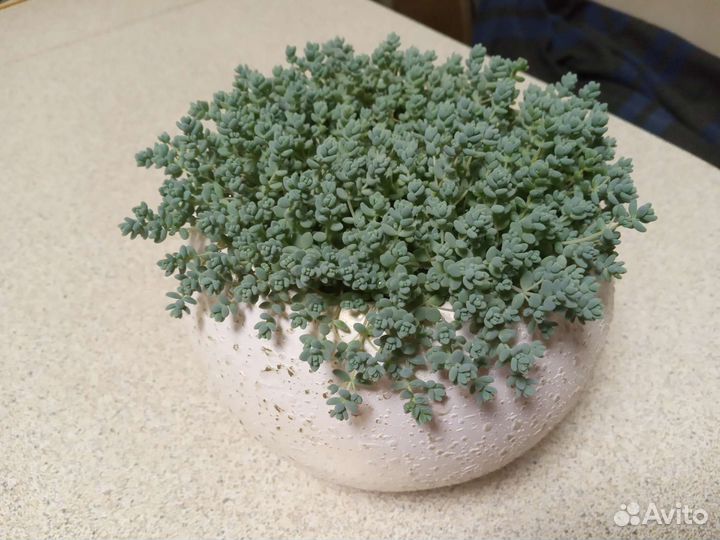 Суккуленты