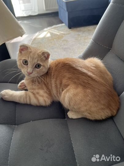 Котенок вислоухий шотландец