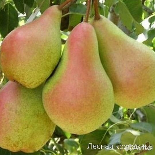 Саженцы яблони, груши