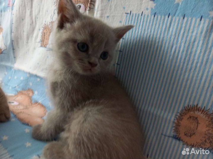 Британская кошка