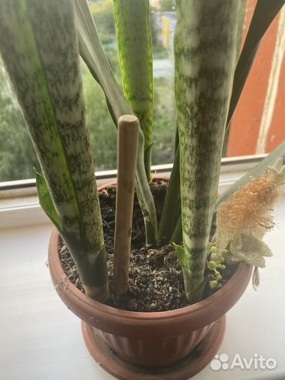 Сансевиерия