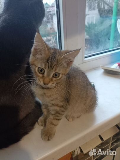 Котята Мей -кун