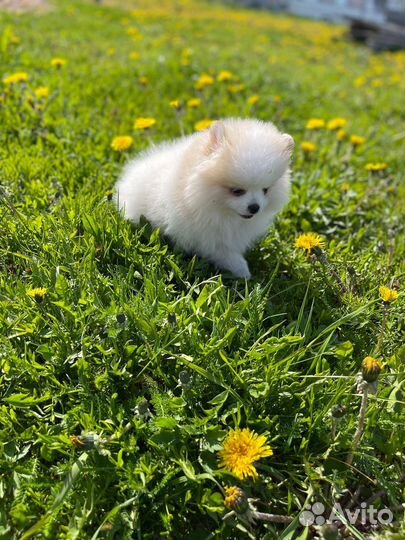 Щенки шпица