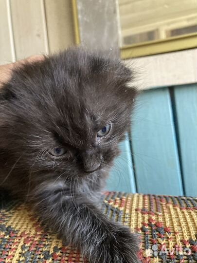 Отдадим в надежные и добрые руки котяток