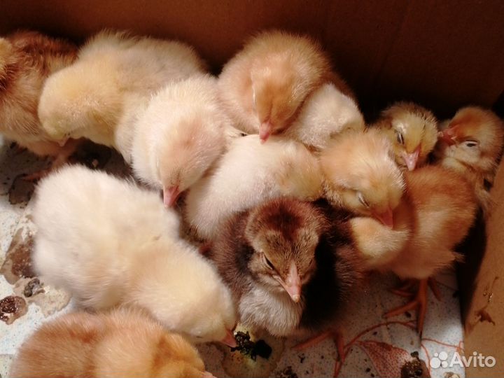 Цыплята от домашних кур несушек