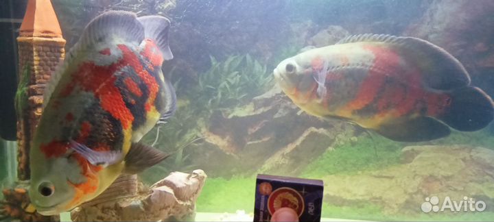 Астронотусы тигровые