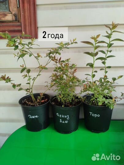 Голубика саженцы