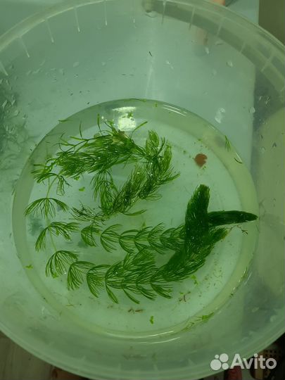 Аквариумные растения, прополка