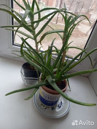 Алоэ лечебный