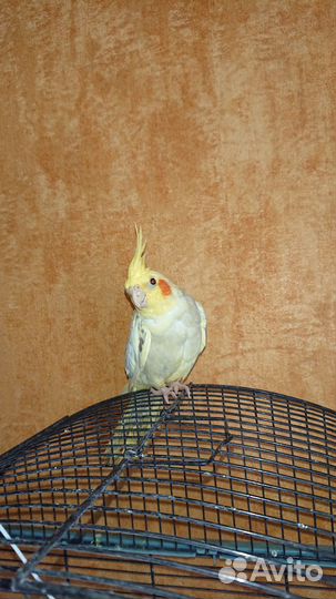 Ручнные молодые попугаи Кореллы