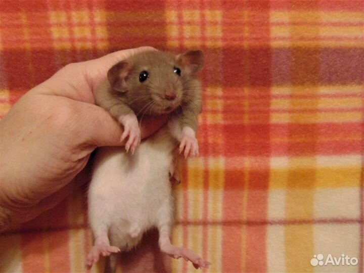 Крысы, крысята дамбо большой выбор, клетки