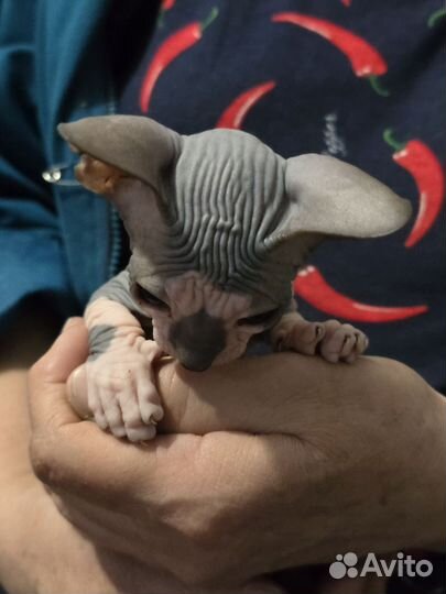 Канадский сфинкс котенок