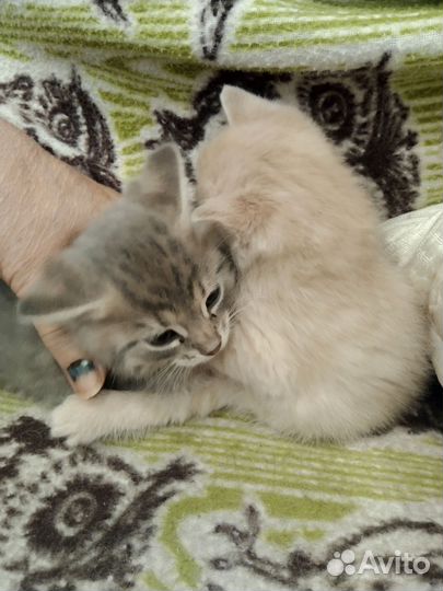 Скоттиш страйт