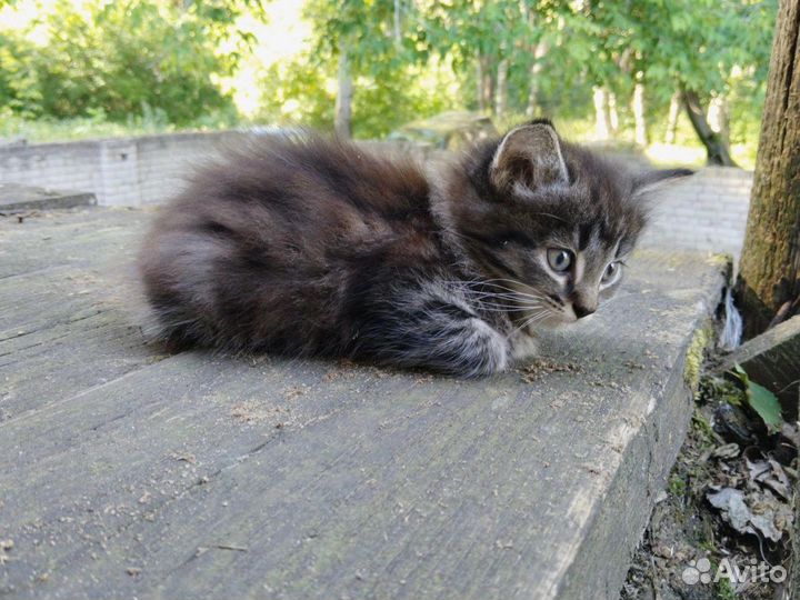 Отдам в добрые руки