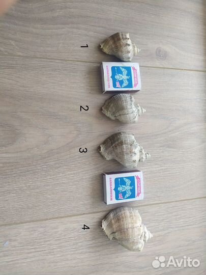 Морские ракушки (рапан)