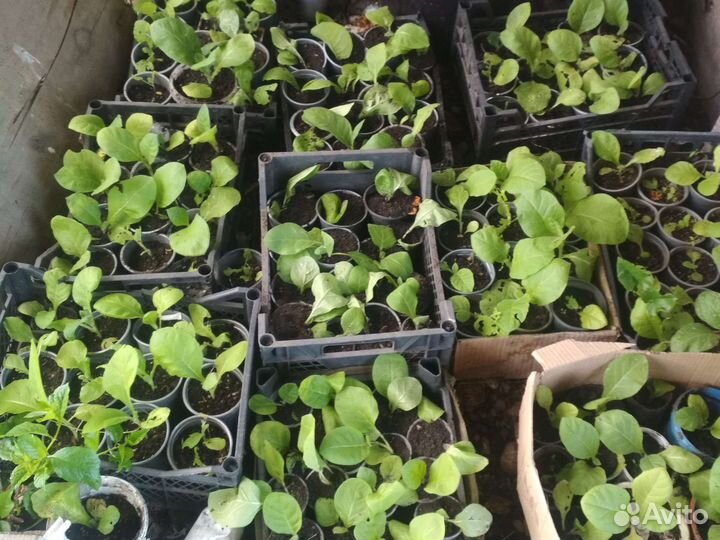 Рассада табака