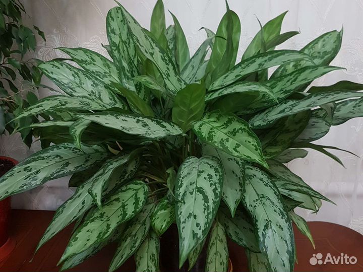 Фикус бенджамина