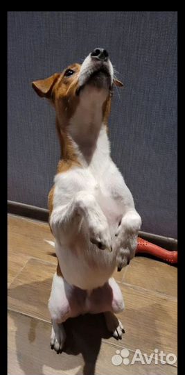 Джек рассел