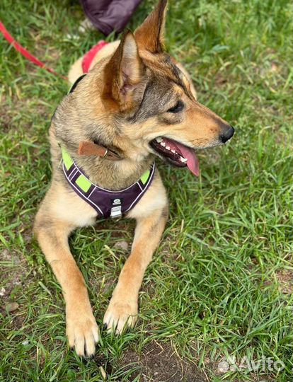 Мякишная собака из приюта