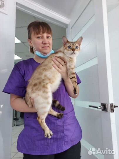 Помощник грумера