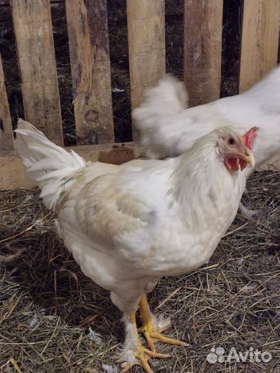 Молодые петухи и куры