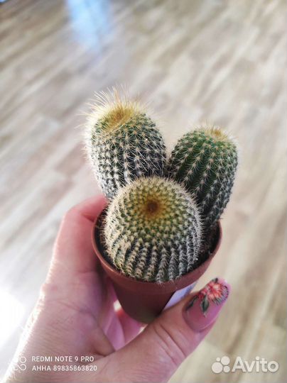 Кактусы редкие необычные комнатные цветы